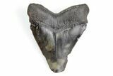 Serrated, Juvenile Megalodon Tooth - South Carolina #195927-1